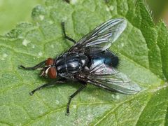 Calliphora subalpina