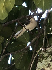 Mimus polyglottos image
