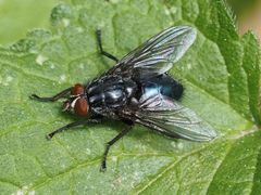 Calliphora subalpina
