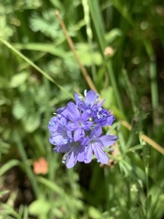 Gilia achilleifolia