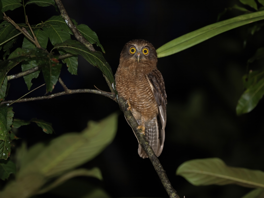 Punggok maluku (Ninox squamipila)