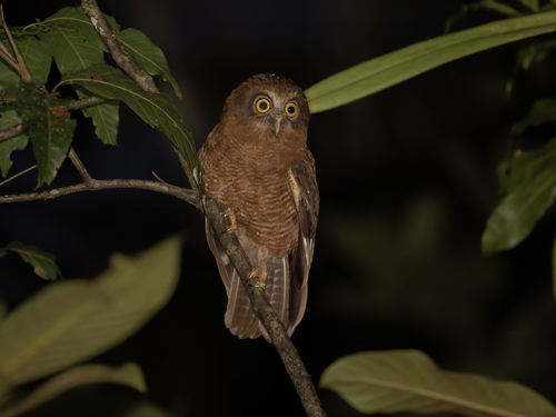 Buru Boobook (Ninox hantu)