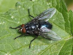 Calliphora subalpina