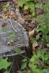 Thaspium trifoliatum trifoliatum