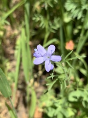 Gilia achilleifolia