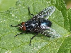 Calliphora subalpina
