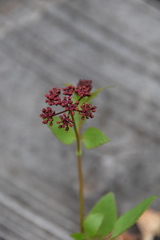 Thaspium trifoliatum trifoliatum