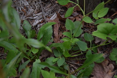 Thaspium trifoliatum trifoliatum