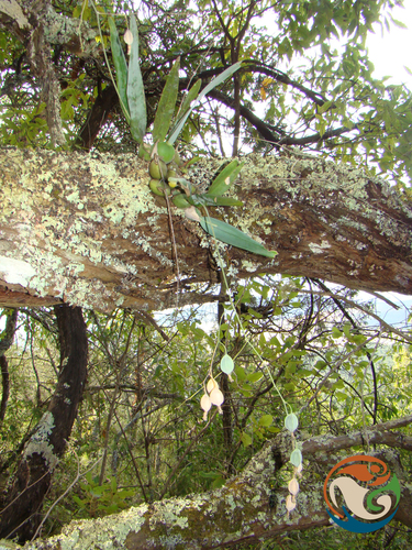 Prosthechea concolor, photograph 4