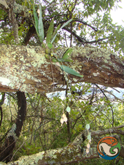 Prosthechea concolor