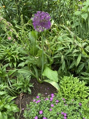 Allium aflatunense