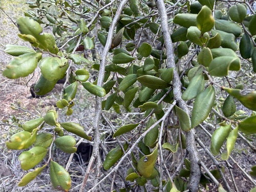 Diospyros humilis observed 2026-08-14