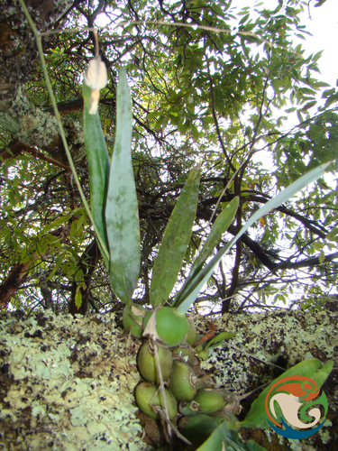 Prosthechea concolor, photograph 2