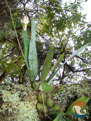 Prosthechea concolor