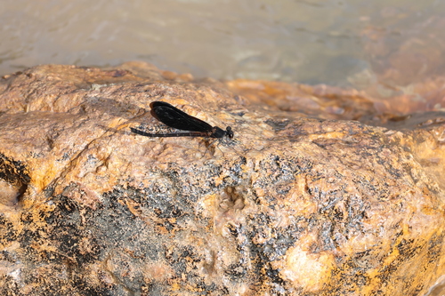 Euphaea opaca