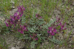 Astragalus cuscutae