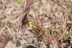 Camissoniopsis intermedia