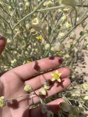 Baileya pauciradiata