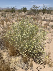 Baileya pauciradiata