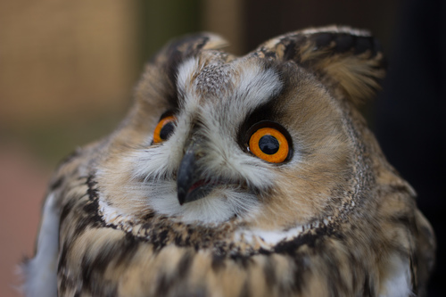 Búho chico (Asio otus)