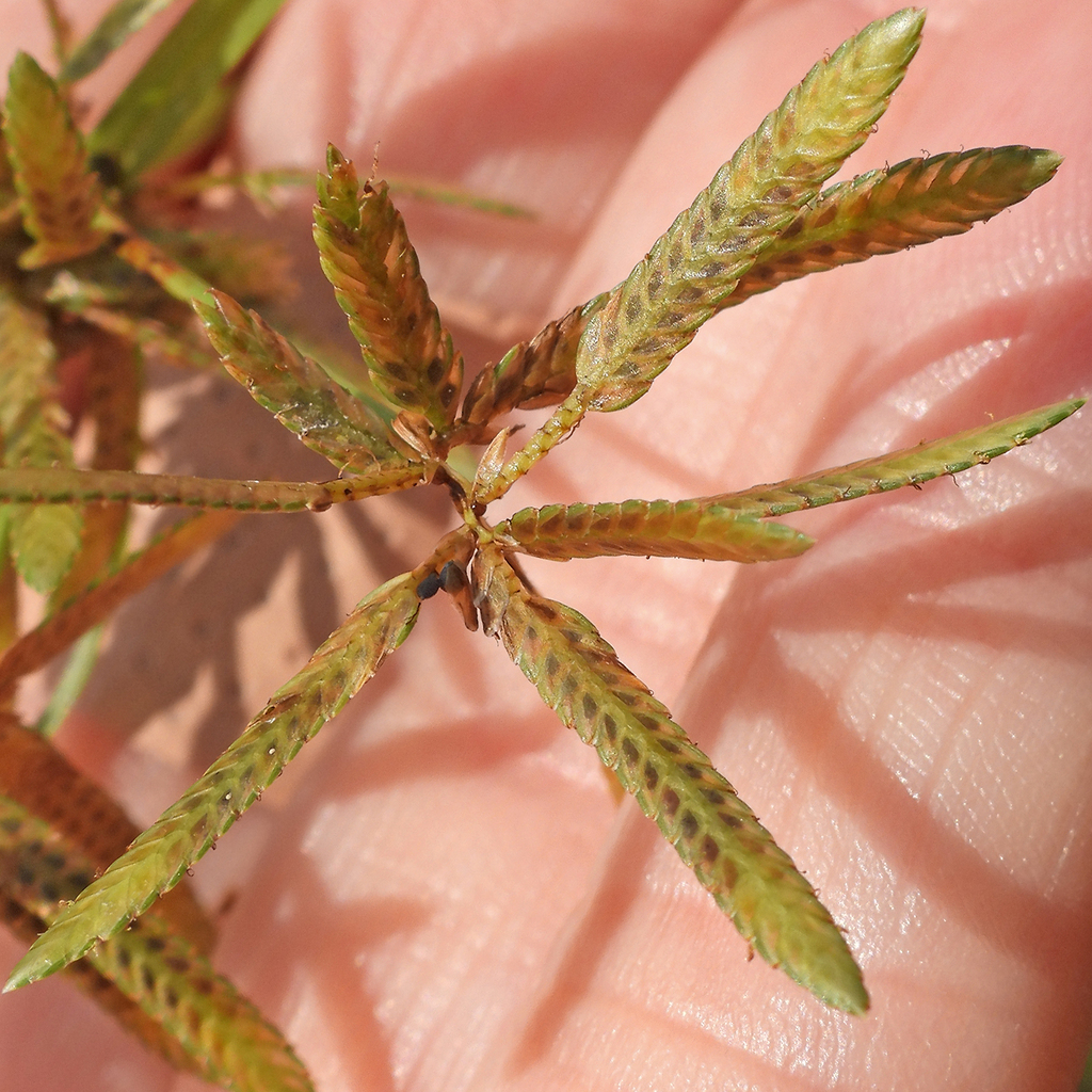 Cyperus flavescens; photograph (c) M. Whitson, some rights reserved (CC BY)