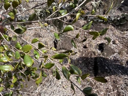 Diospyros humilis observed 2026-08-14