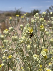 Baileya pauciradiata