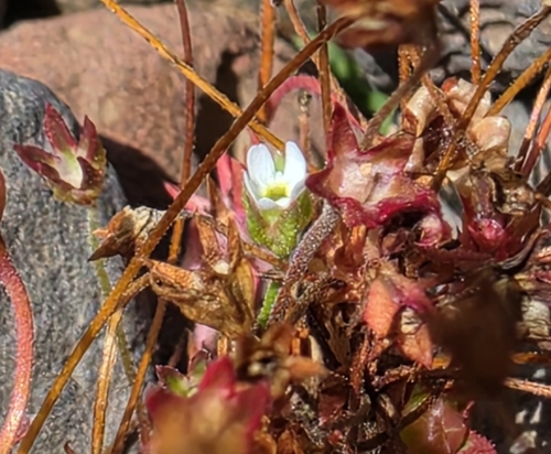 Androsace septentrionalis, 2026-08-16
