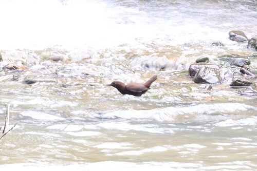 Brown Dipper