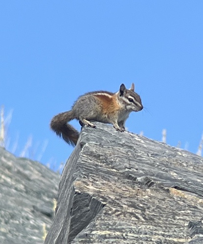 Panamint Chipmunk observed by mdaw