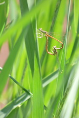 Platycnemis acutipennis