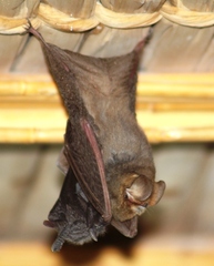 Amorphochilus schnablii