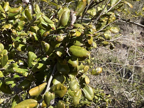 Diospyros humilis observed 2026-08-14