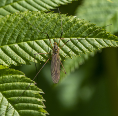 Nephrotoma appendiculata