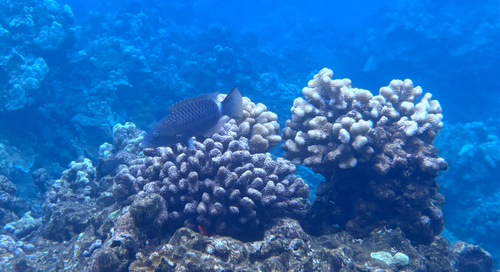 Oxycheilinus unifasciatus, 2026-08-13