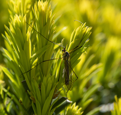 Nephrotoma appendiculata
