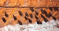 Amorphochilus schnablii