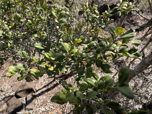 Diospyros humilis observed 2026-08-14