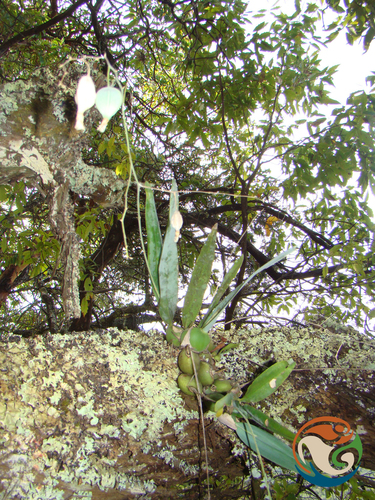 Prosthechea concolor, photograph 5