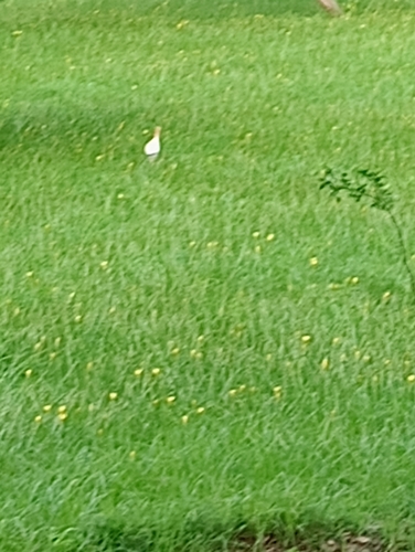 Eastern Cattle-Egret