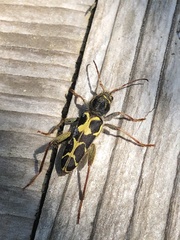 Neoclytus conjunctus
