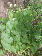 Alliaria petiolata