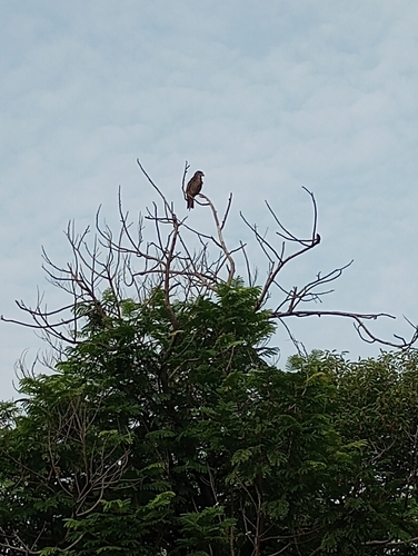 Indian Black Kite