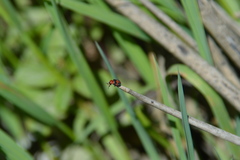 Collops quadrimaculatus