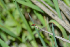 Collops quadrimaculatus
