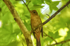 Piranga rubra