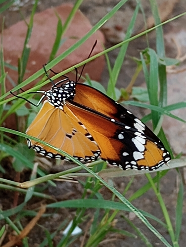 Plain Tiger Butterfly