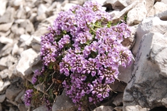 Noccaea rotundifolia