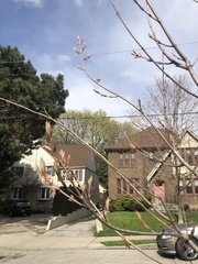 Acer ginnala