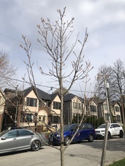 Acer ginnala